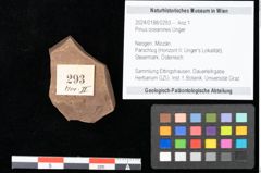 Foto (Objekt + Etikett) von Pinus oceanines Unger (NHMW-GEO-2024-0188-0293)